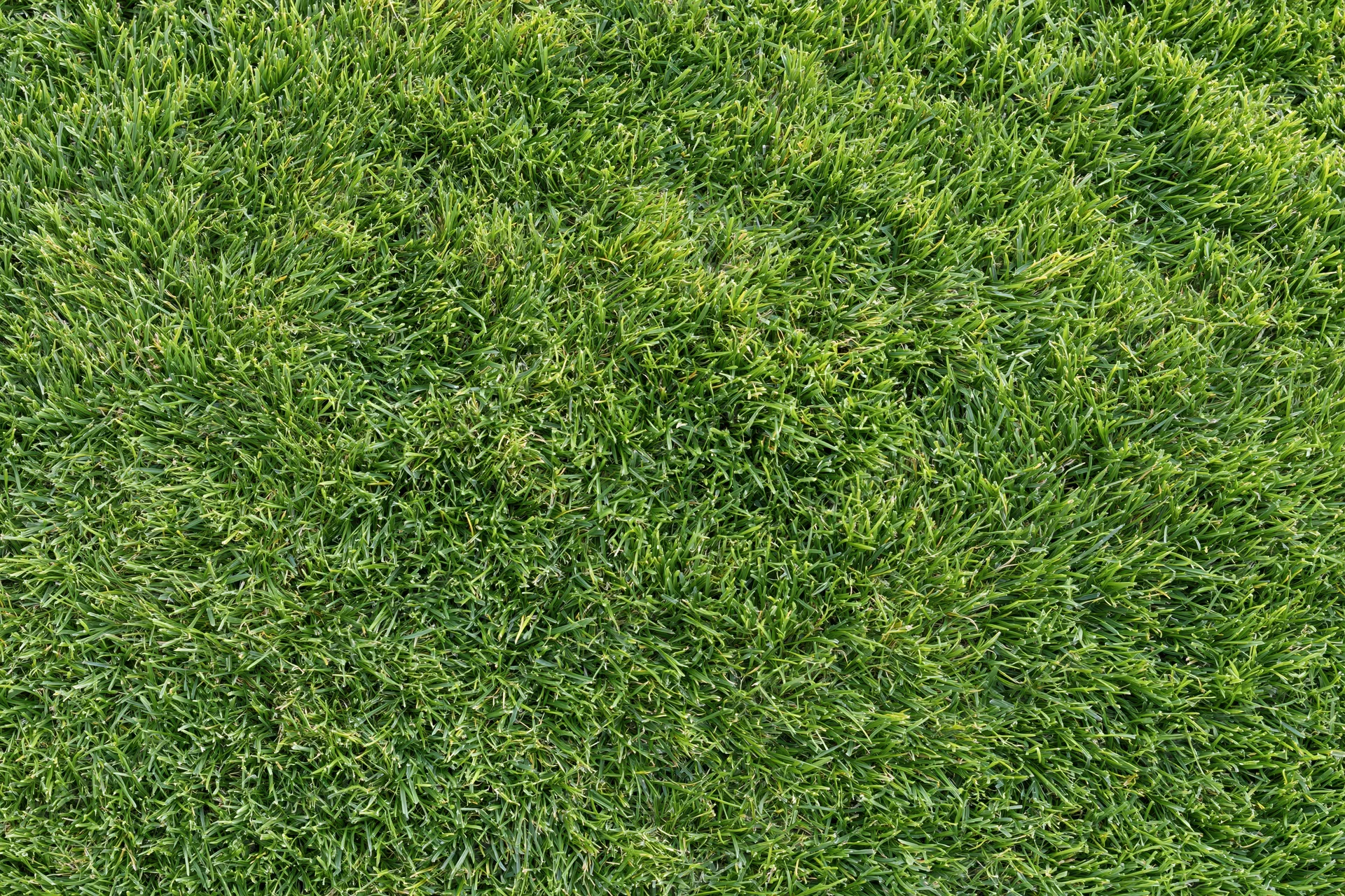 Closely mowed green grass lawn viewed from directly above filling the frame