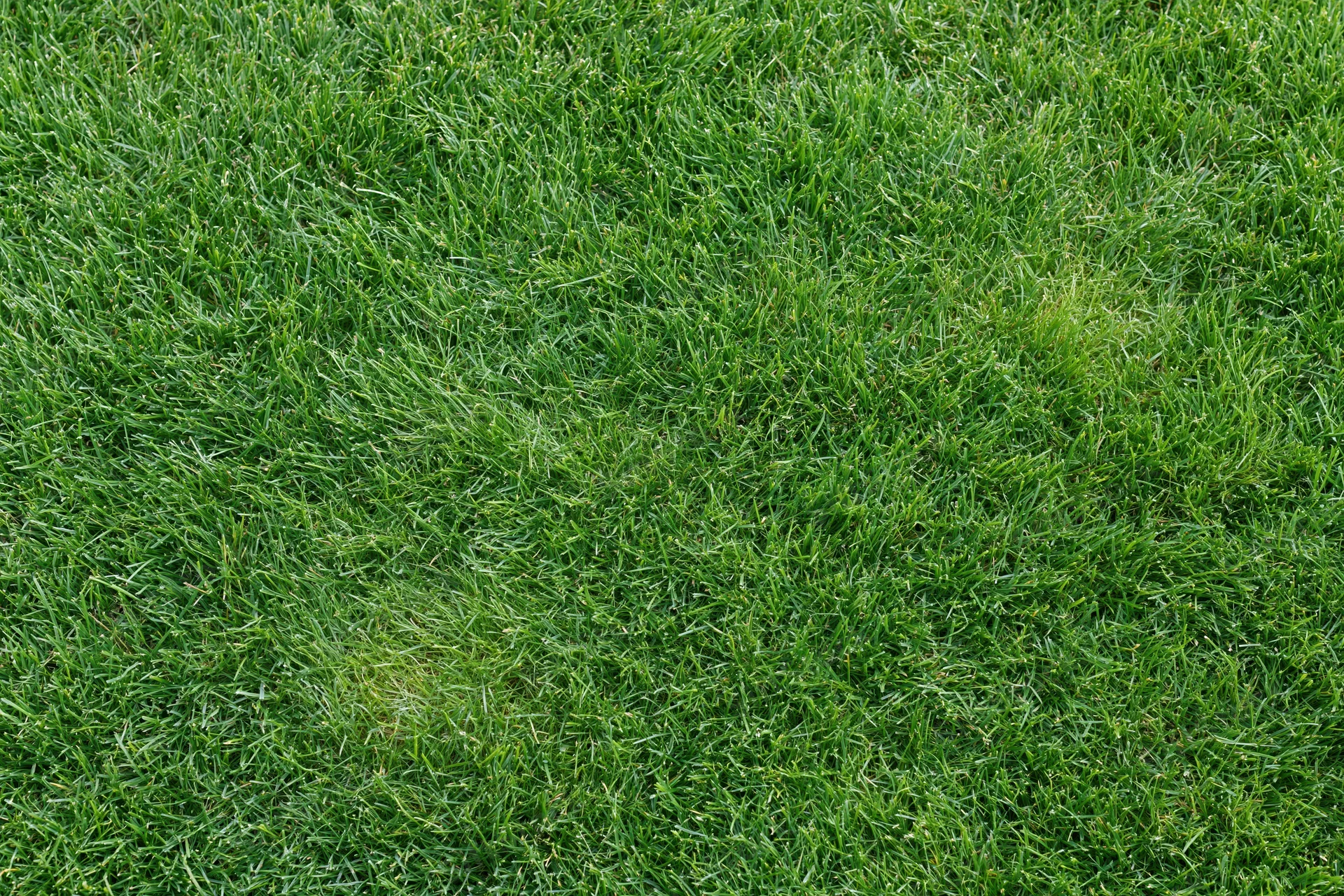 Closely mowed green grass lawn viewed from directly above filling the frame