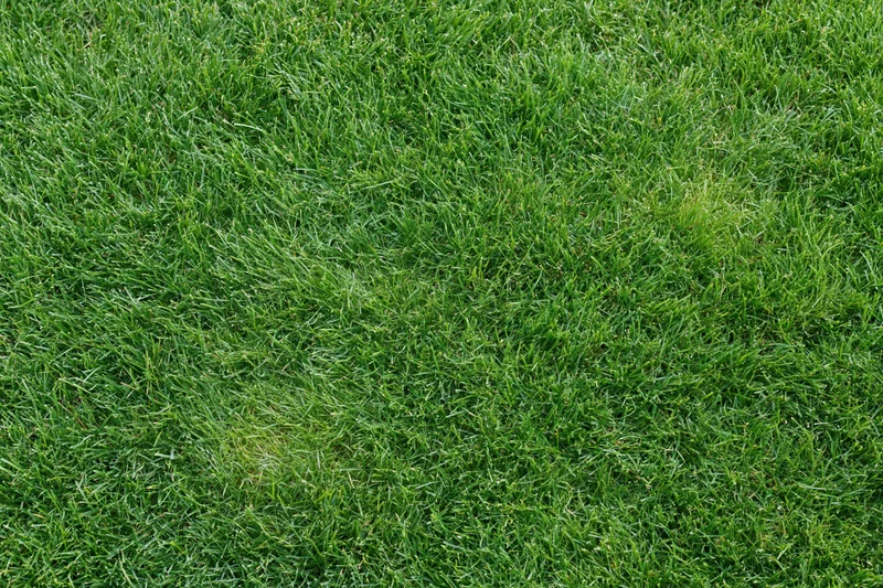 Closely mowed green grass lawn viewed from directly above filling the frame