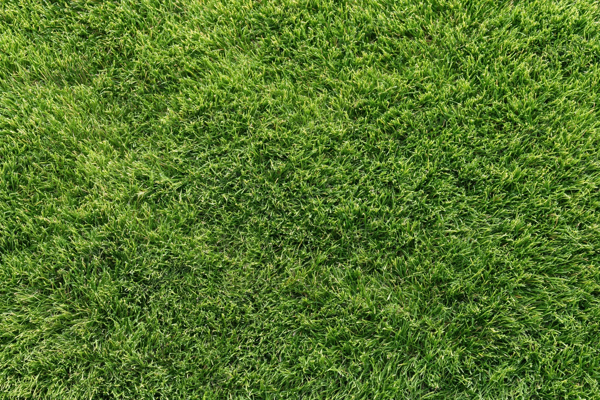 Closely mowed green grass lawn viewed from directly above filling the frame