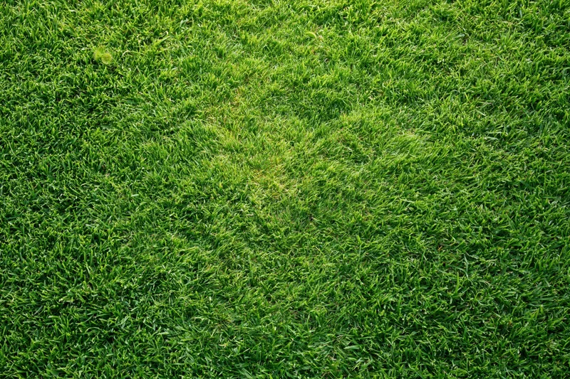 Closely mowed green grass surface filling the entire frame