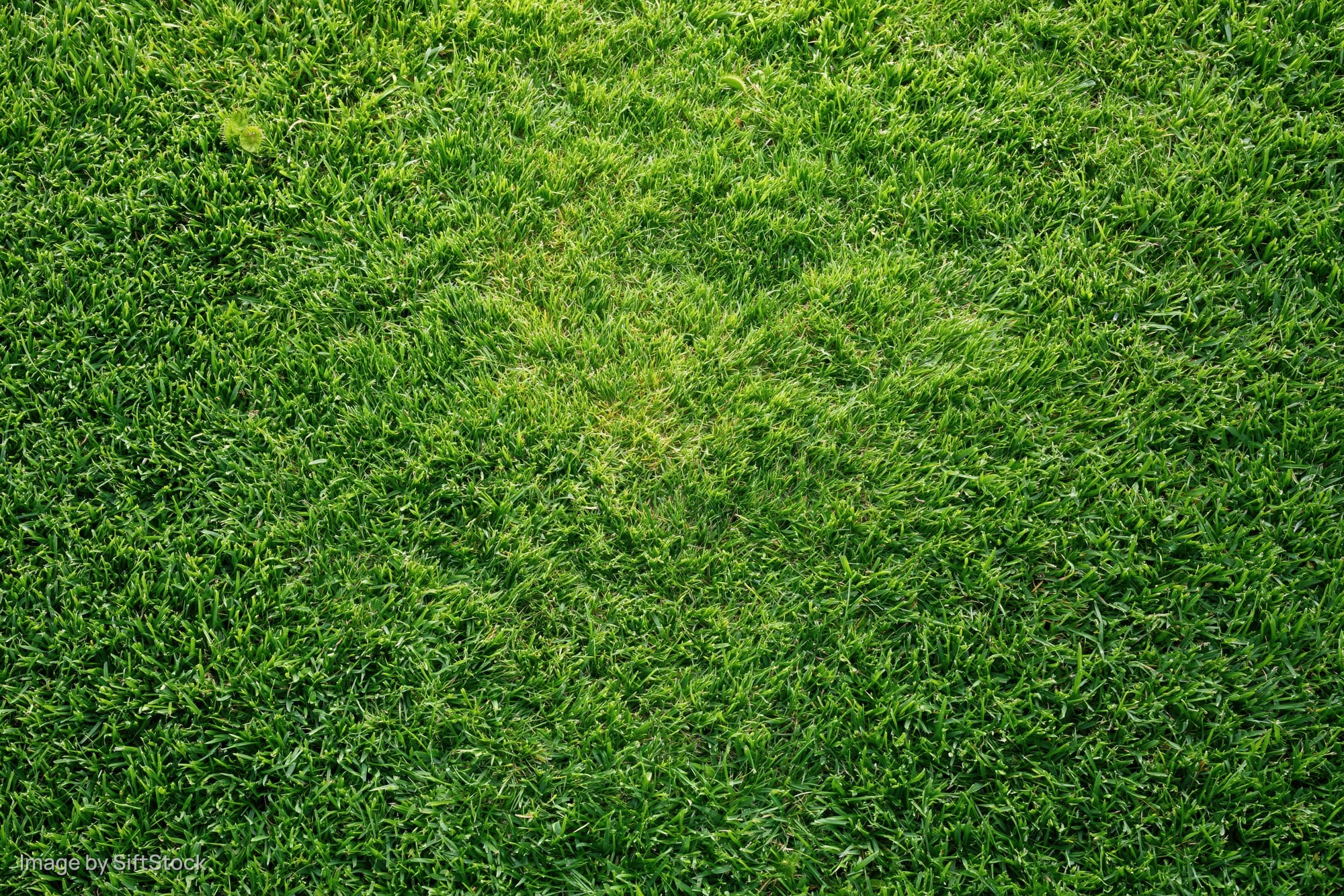 Closely mowed green grass surface filling the entire frame