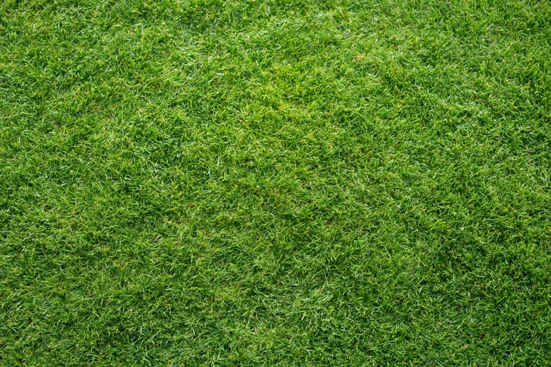 Closely mowed green grass surface filling the entire frame
