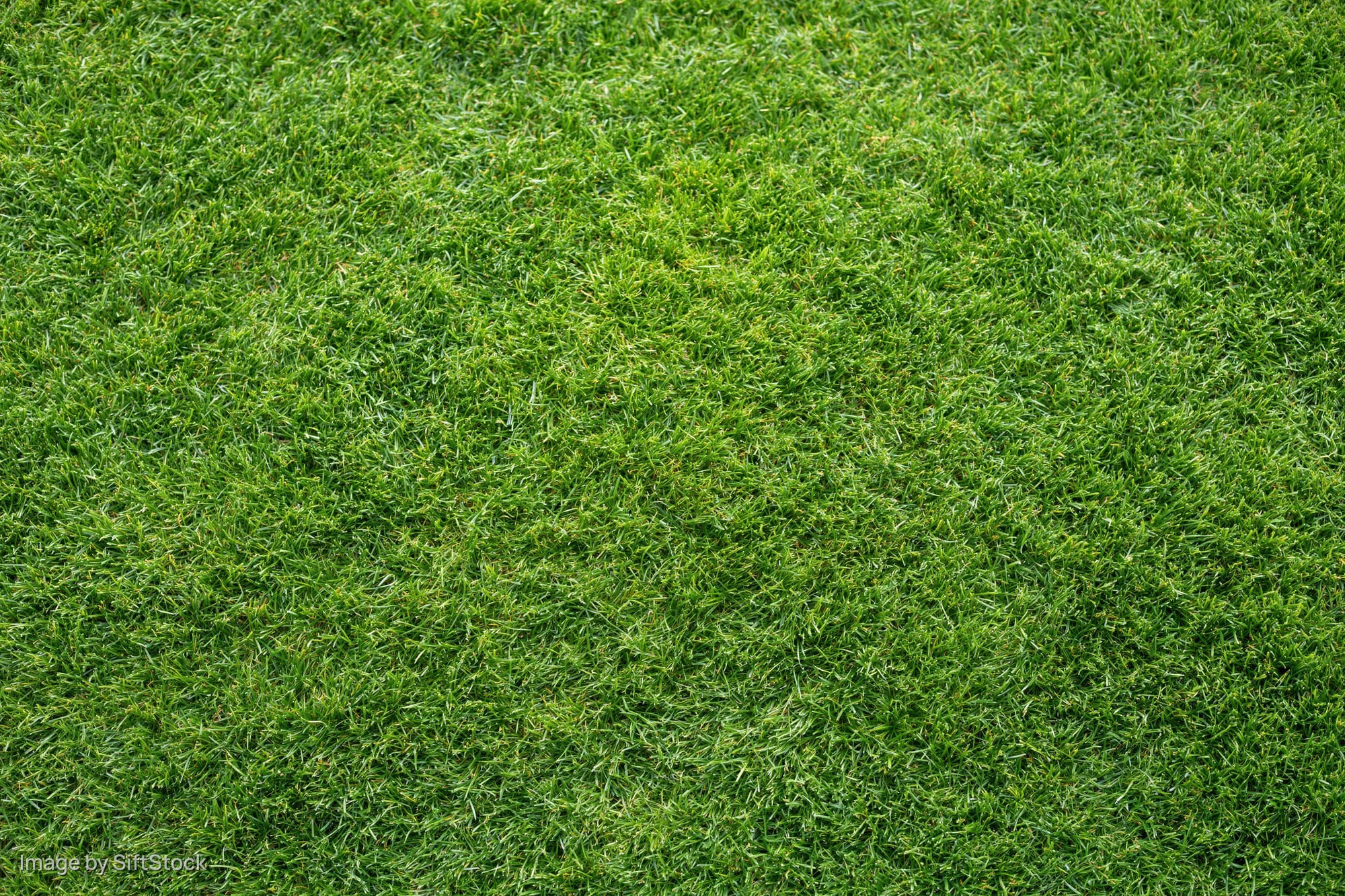 Closely mowed green grass surface filling the entire frame
