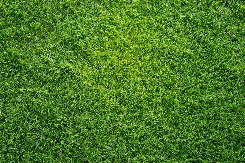 Closely mowed green grass surface filling the entire frame
