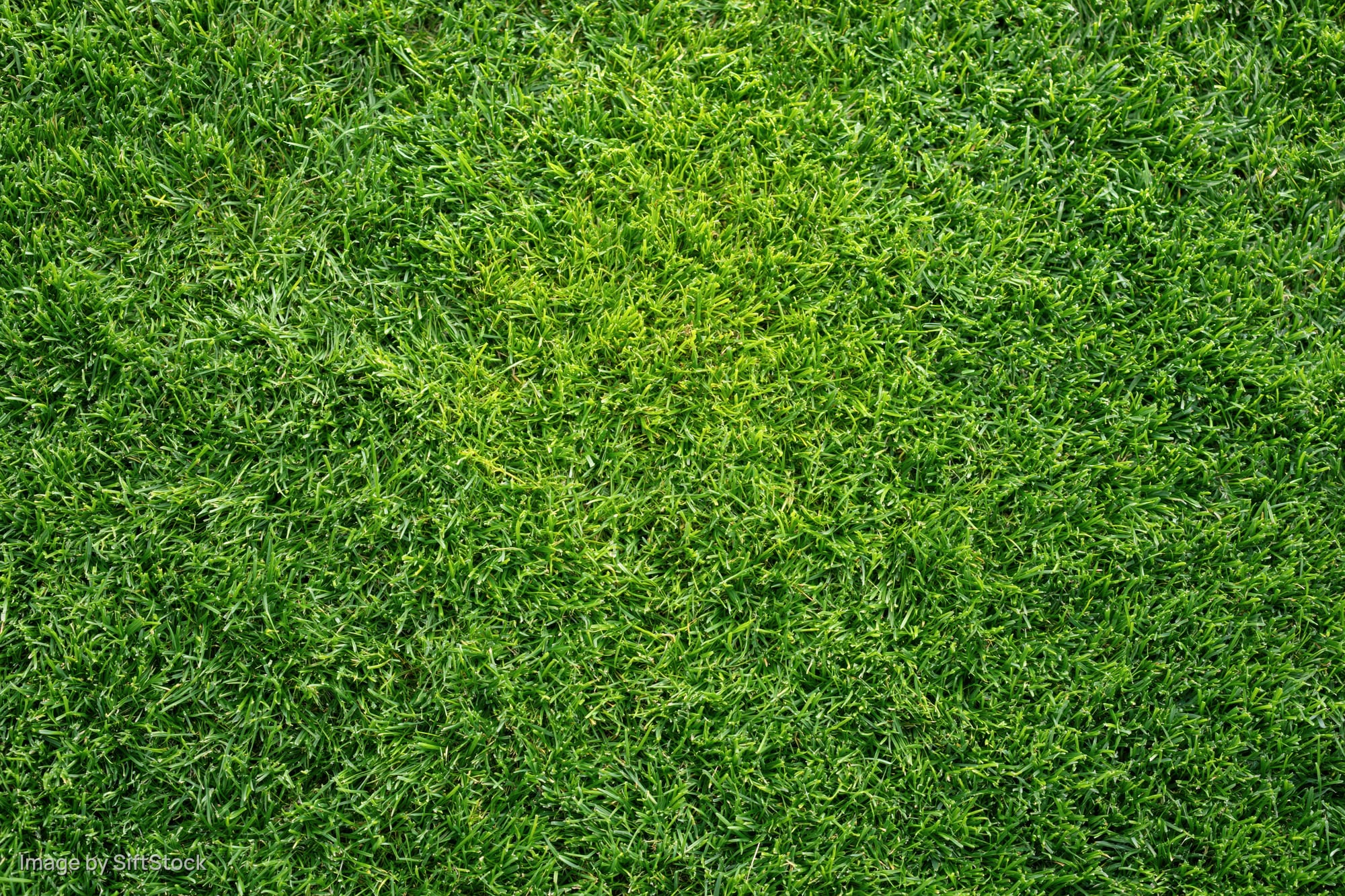Closely mowed green grass surface filling the entire frame