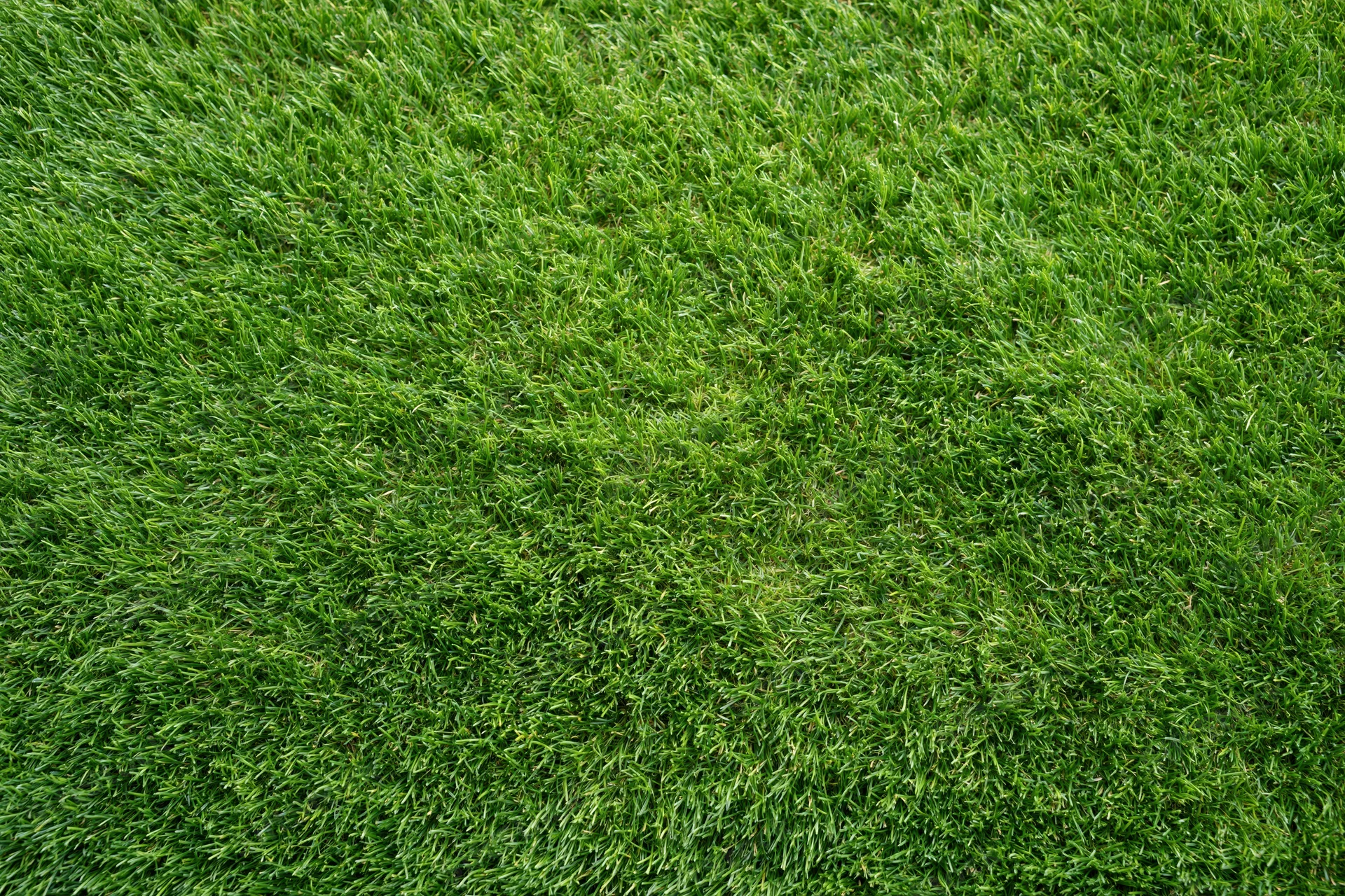 Closely mowed green grass surface filling the entire frame