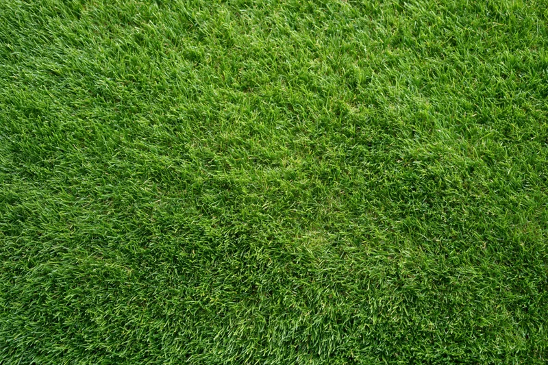 Closely mowed green grass surface filling the entire frame