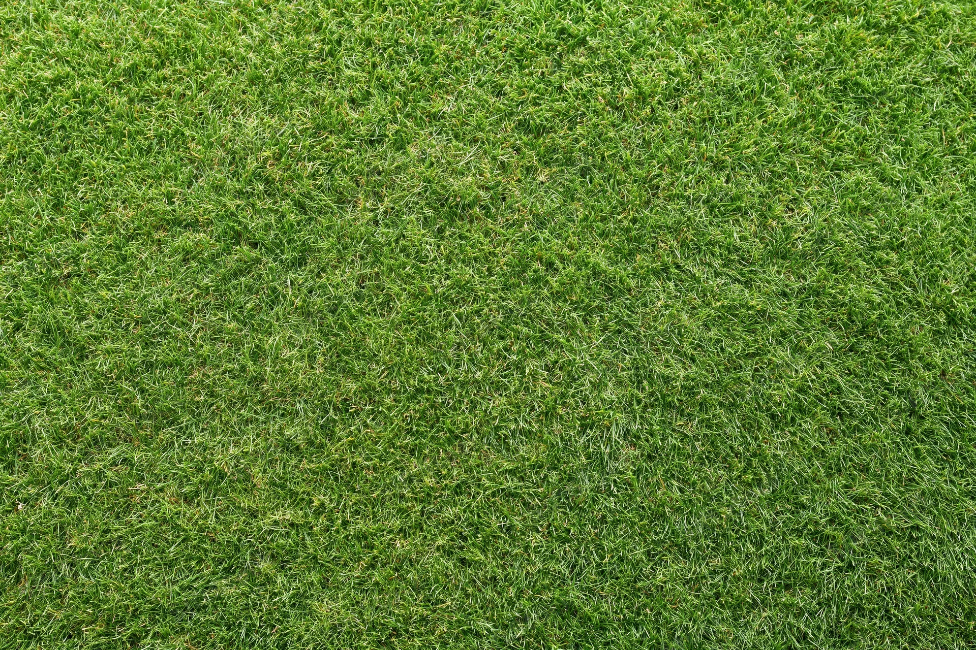 Closely mowed green grass surface filling the entire frame