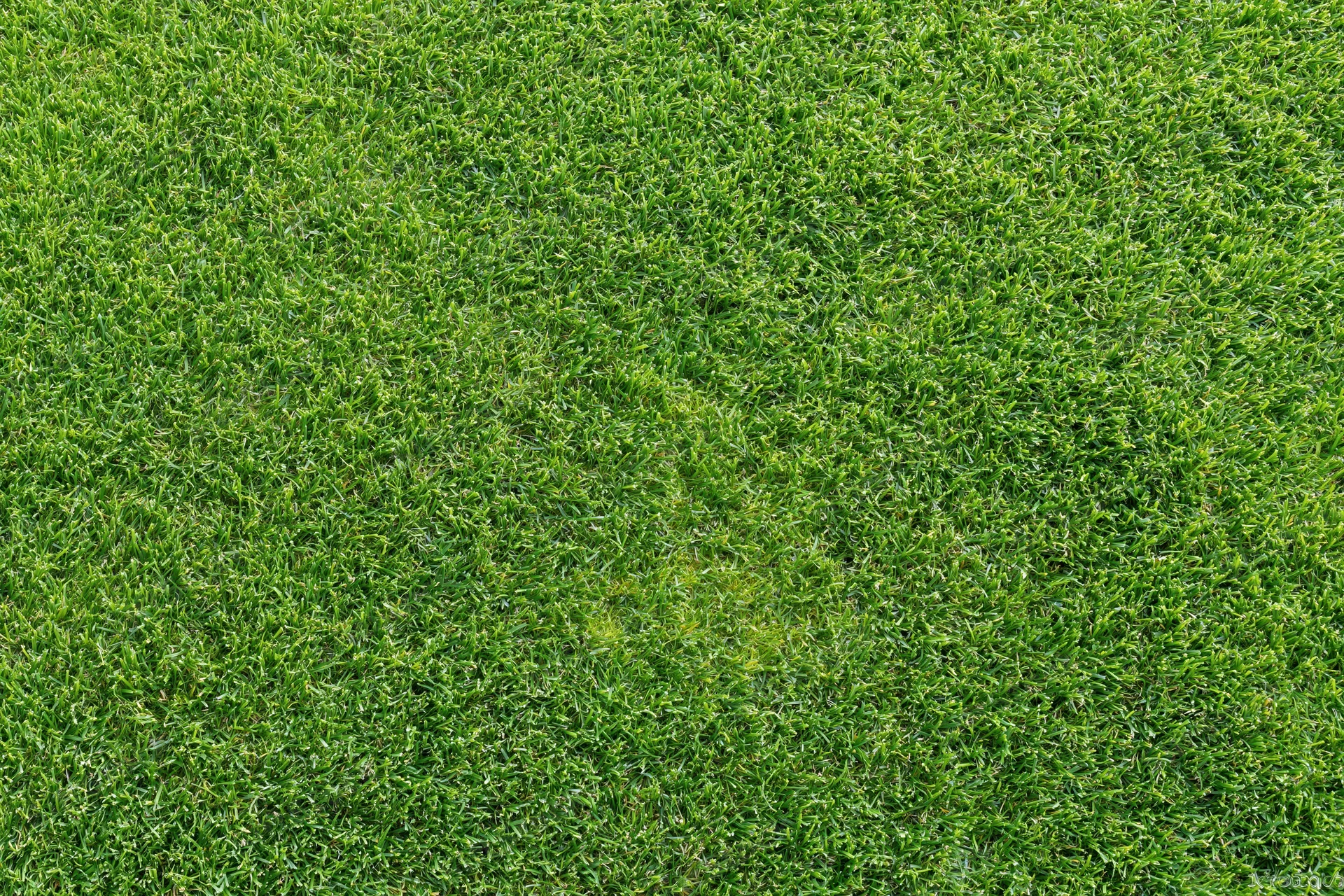 Closely mowed green grass surface filling the entire frame