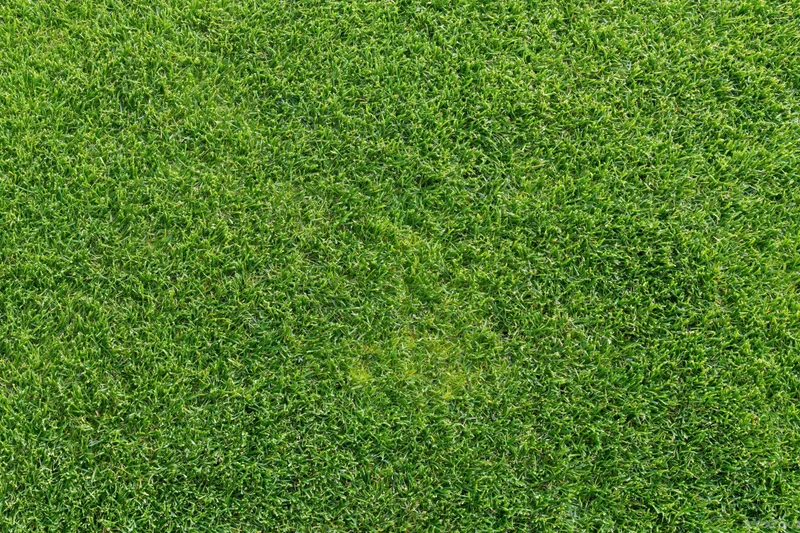 Closely mowed green grass surface filling the entire frame