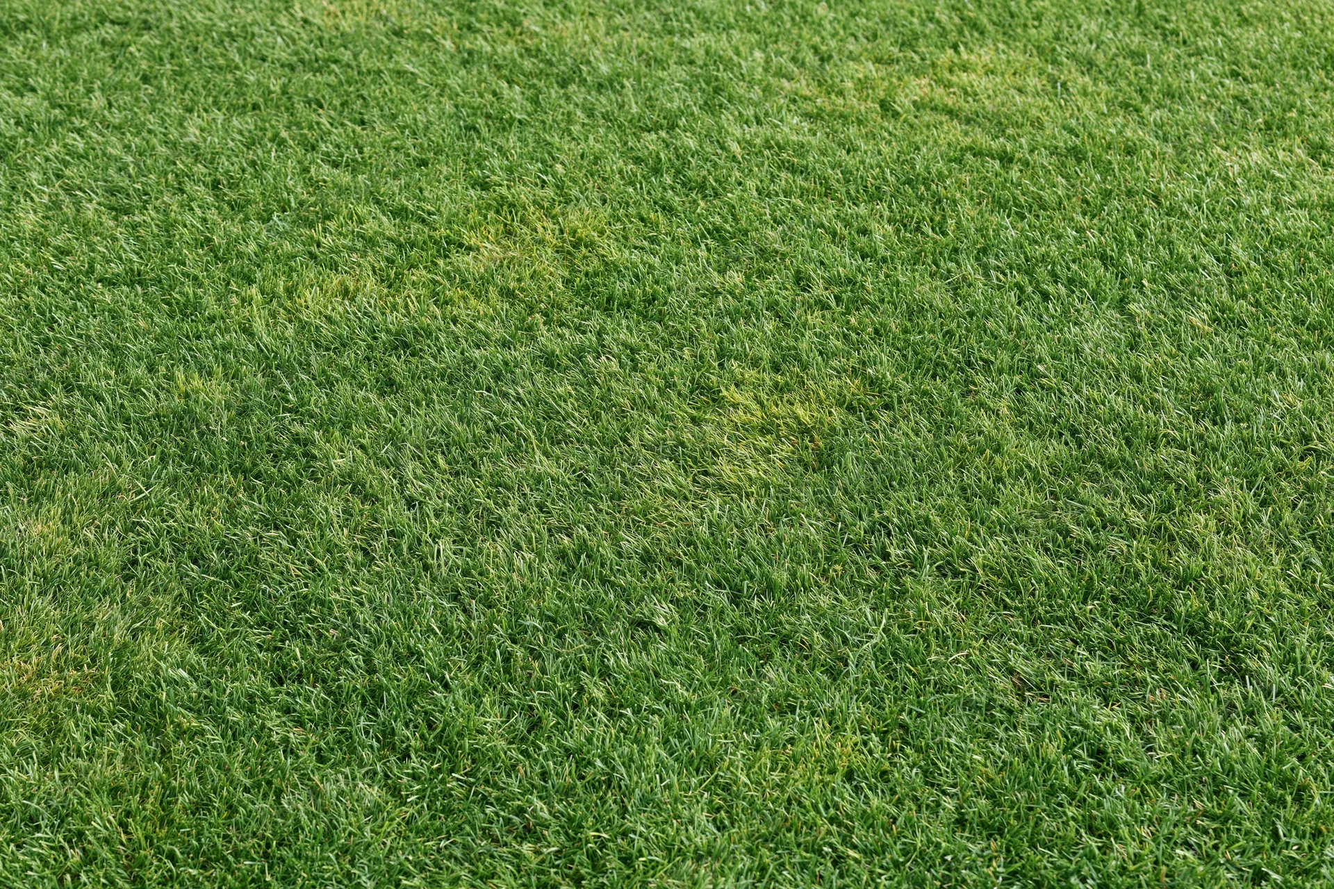 Closely mowed green grass surface filling the entire frame