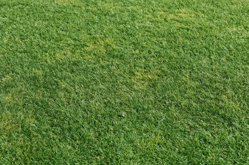 Closely mowed green grass surface filling the entire frame