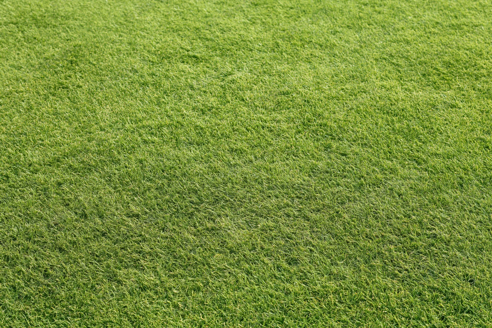 Closely mown grass of a golf course putting green filling the frame
