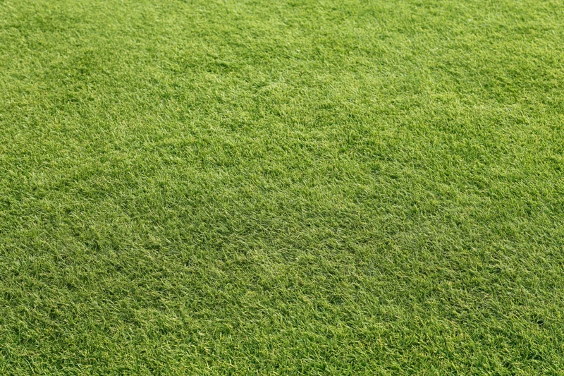 Closely mown grass of a golf course putting green filling the frame
