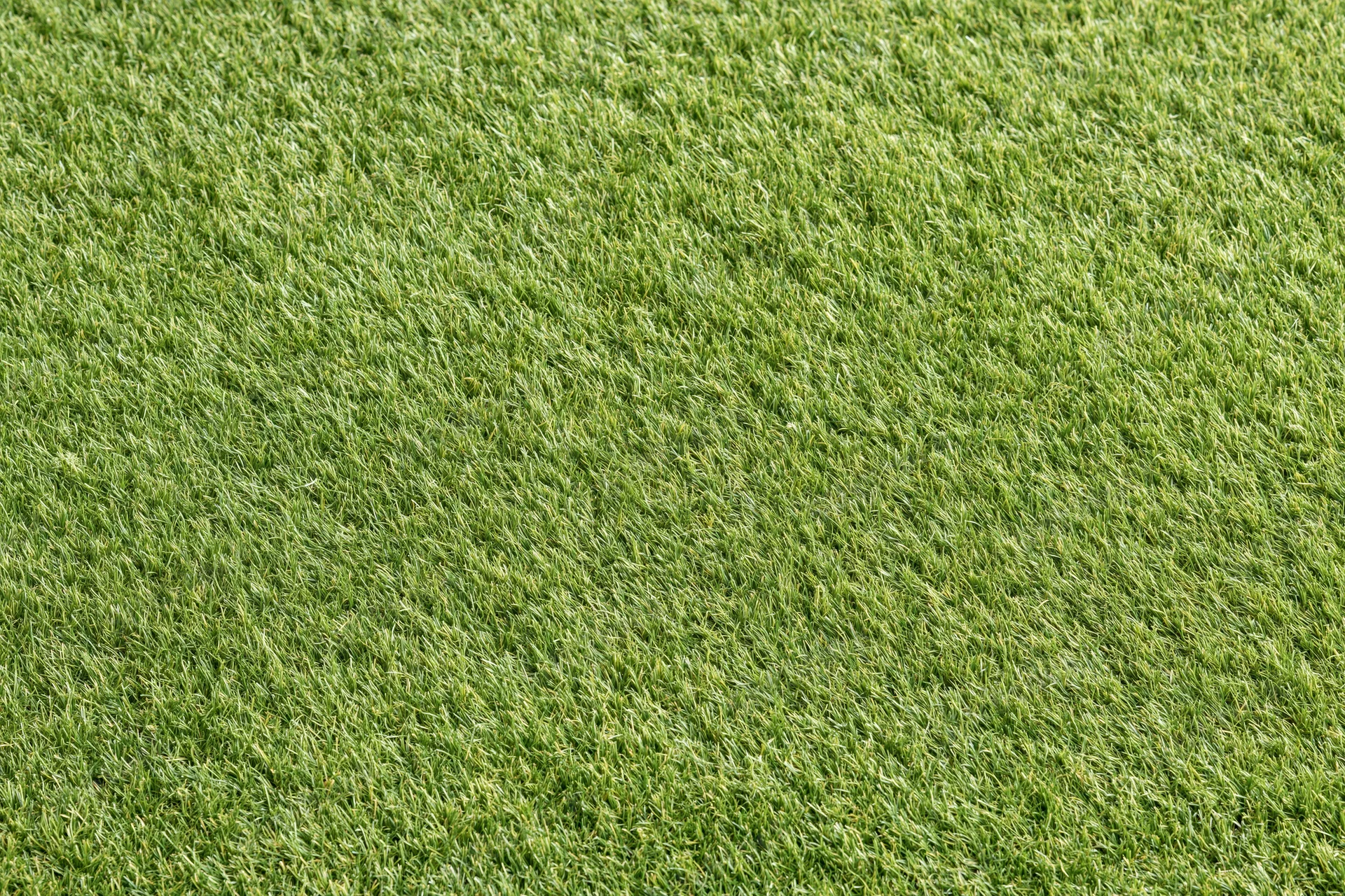 Closely mown grass of a golf course putting green filling the frame