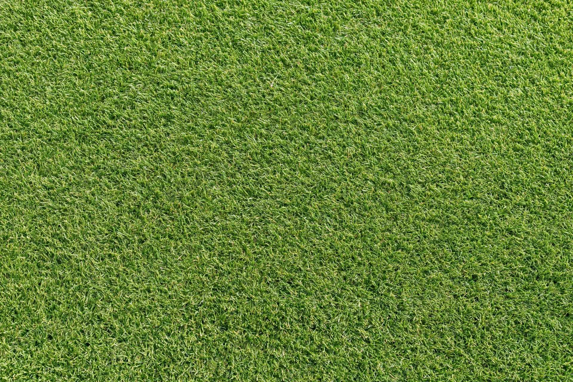 Closely mown grass of a golf course putting green filling the frame