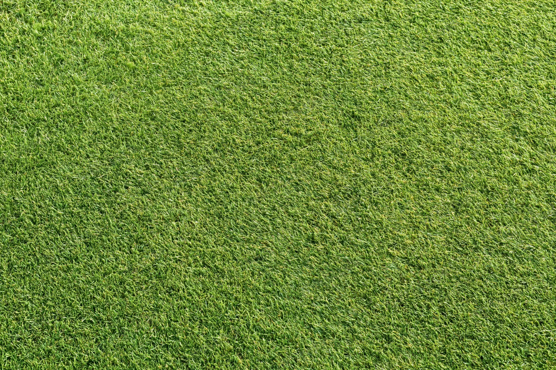 Closely mown grass of a golf course putting green filling the frame