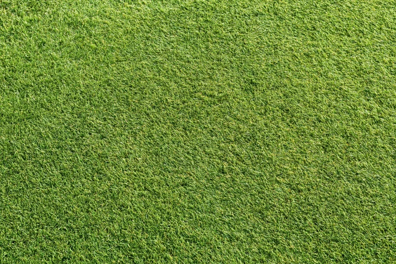 Closely mown grass of a golf course putting green filling the frame