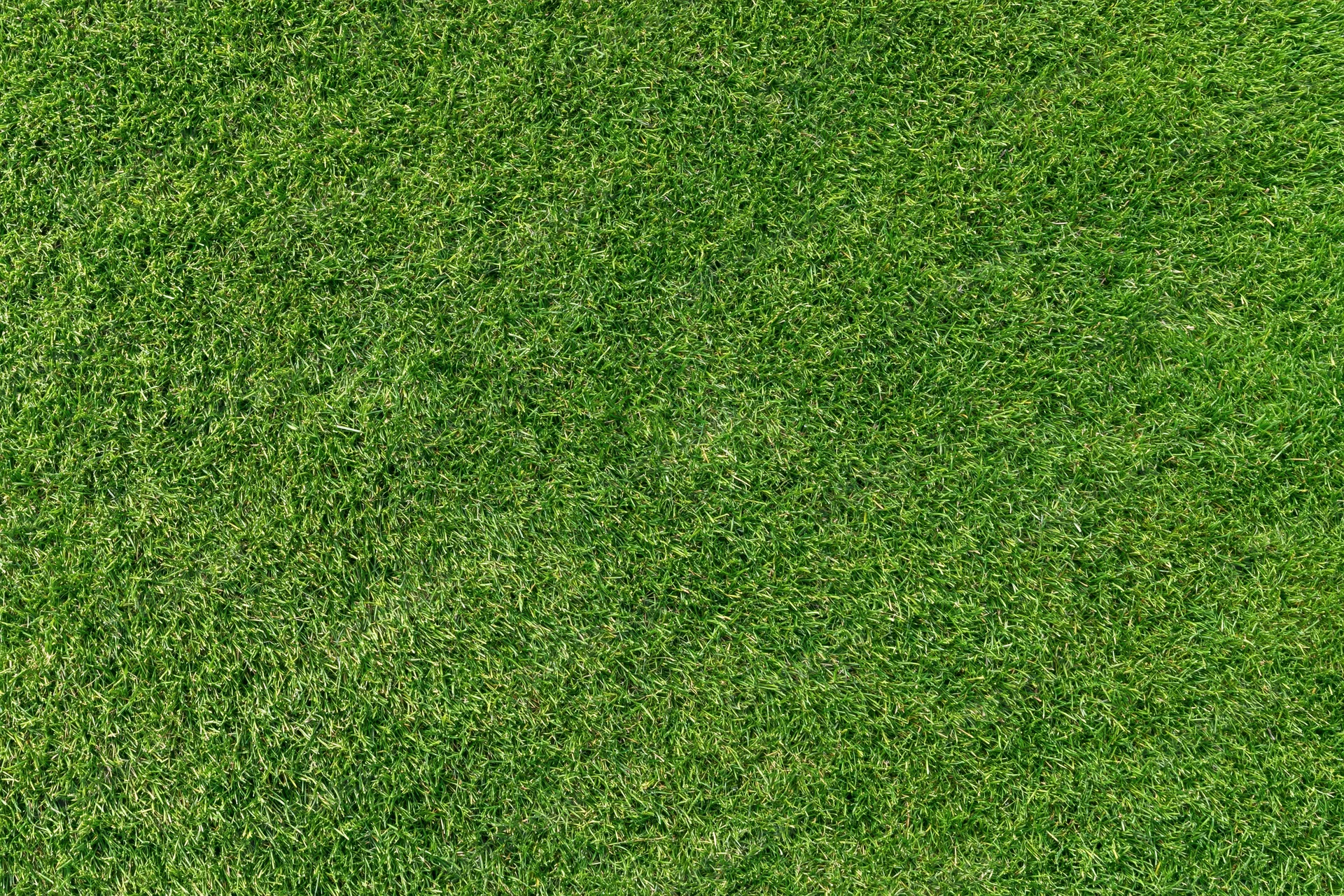 Closely mown golf course putting green grass viewed from directly above