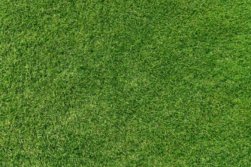 Closely mown golf course putting green grass viewed from directly above