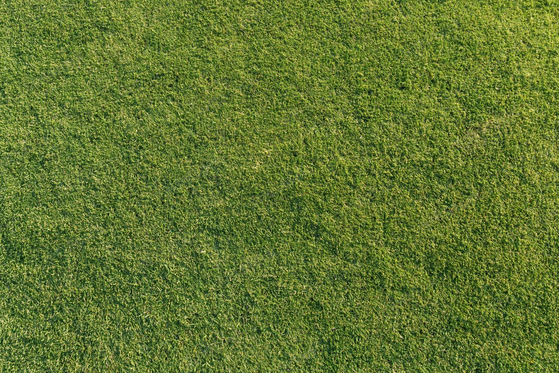 Closely mown golf course putting green grass viewed from directly above