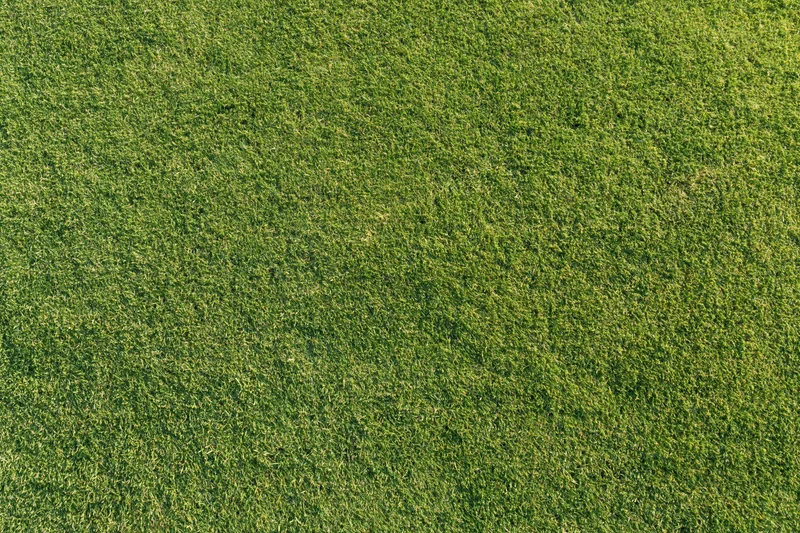Closely mown golf course putting green grass viewed from directly above