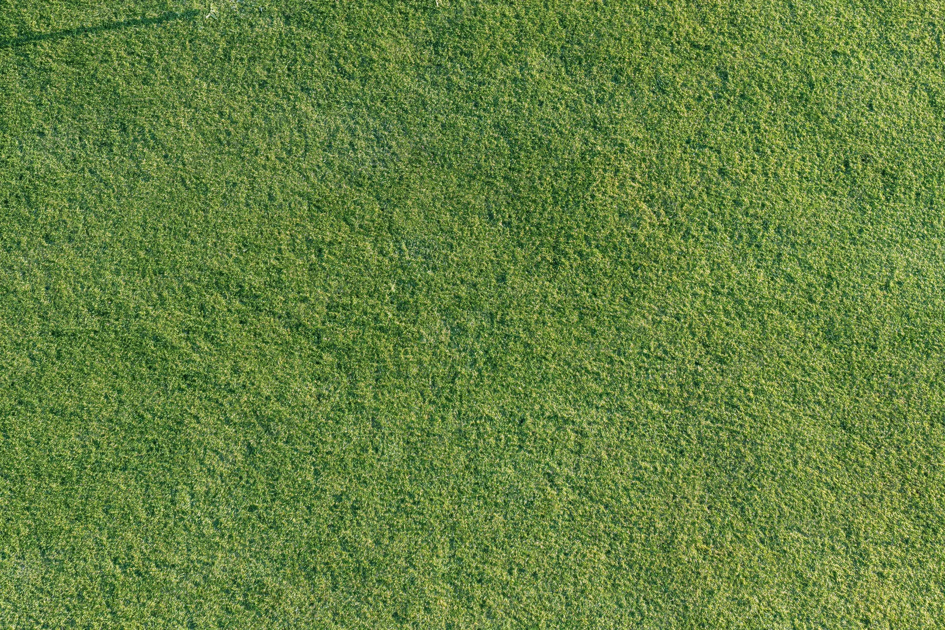 Closely mown golf course putting green grass viewed from directly above