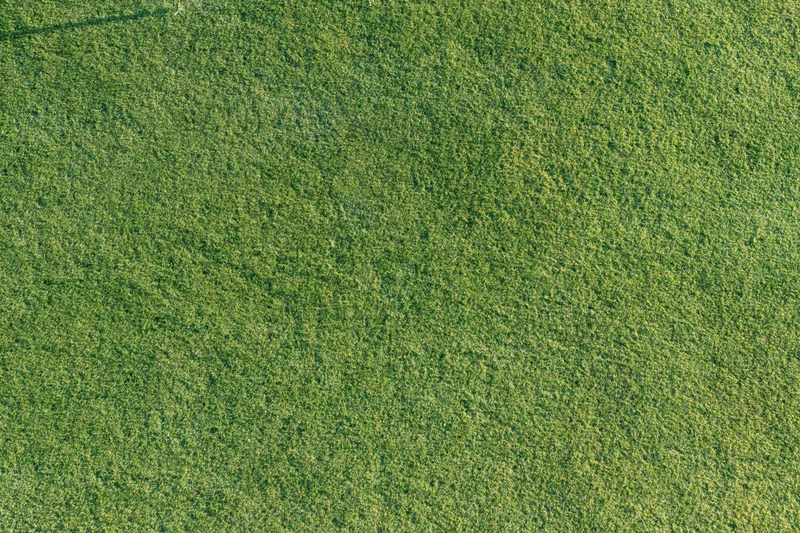Closely mown golf course putting green grass viewed from directly above