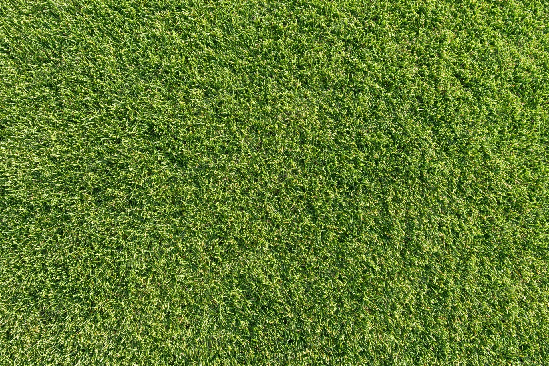 Closely mown grass of a golf course putting green viewed from directly above
