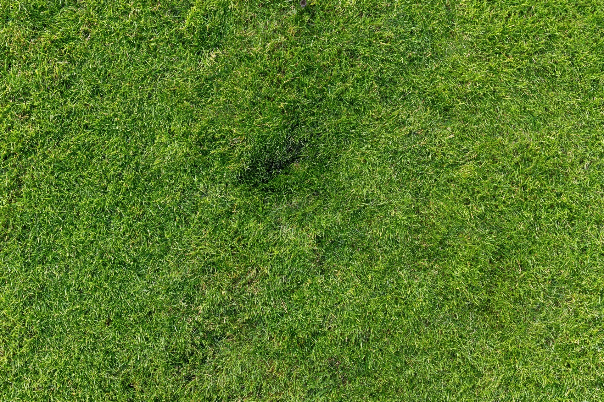 Closely mown green grass lawn filling the frame from overhead view