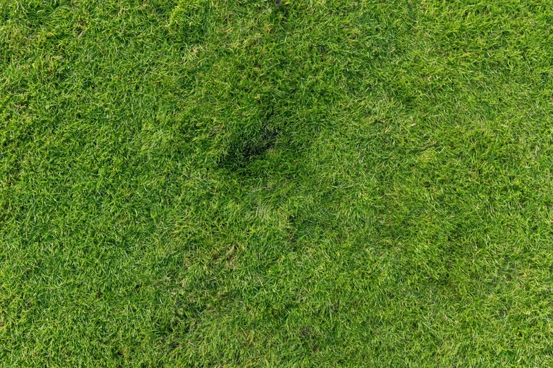 Closely mown green grass lawn filling the frame from overhead view