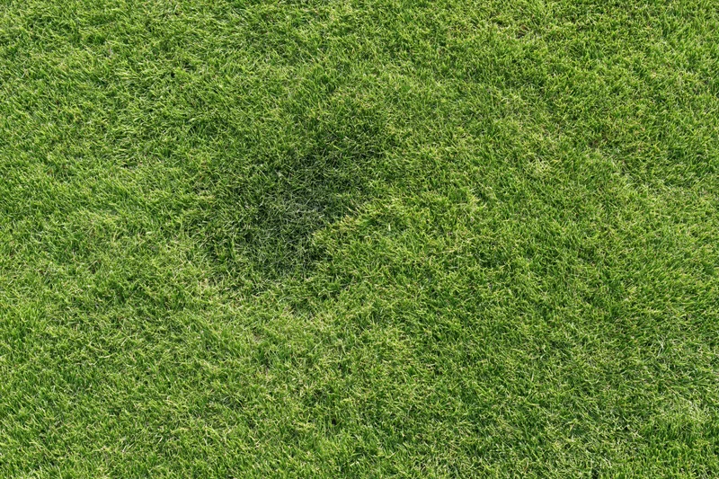 Closely mown green grass lawn filling the frame from above