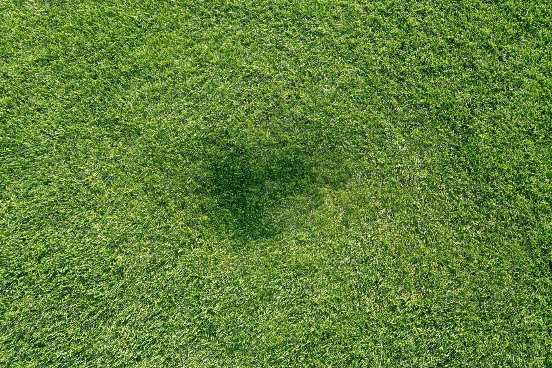 Closely mown green grass lawn filling the frame with a small dark patch in the center