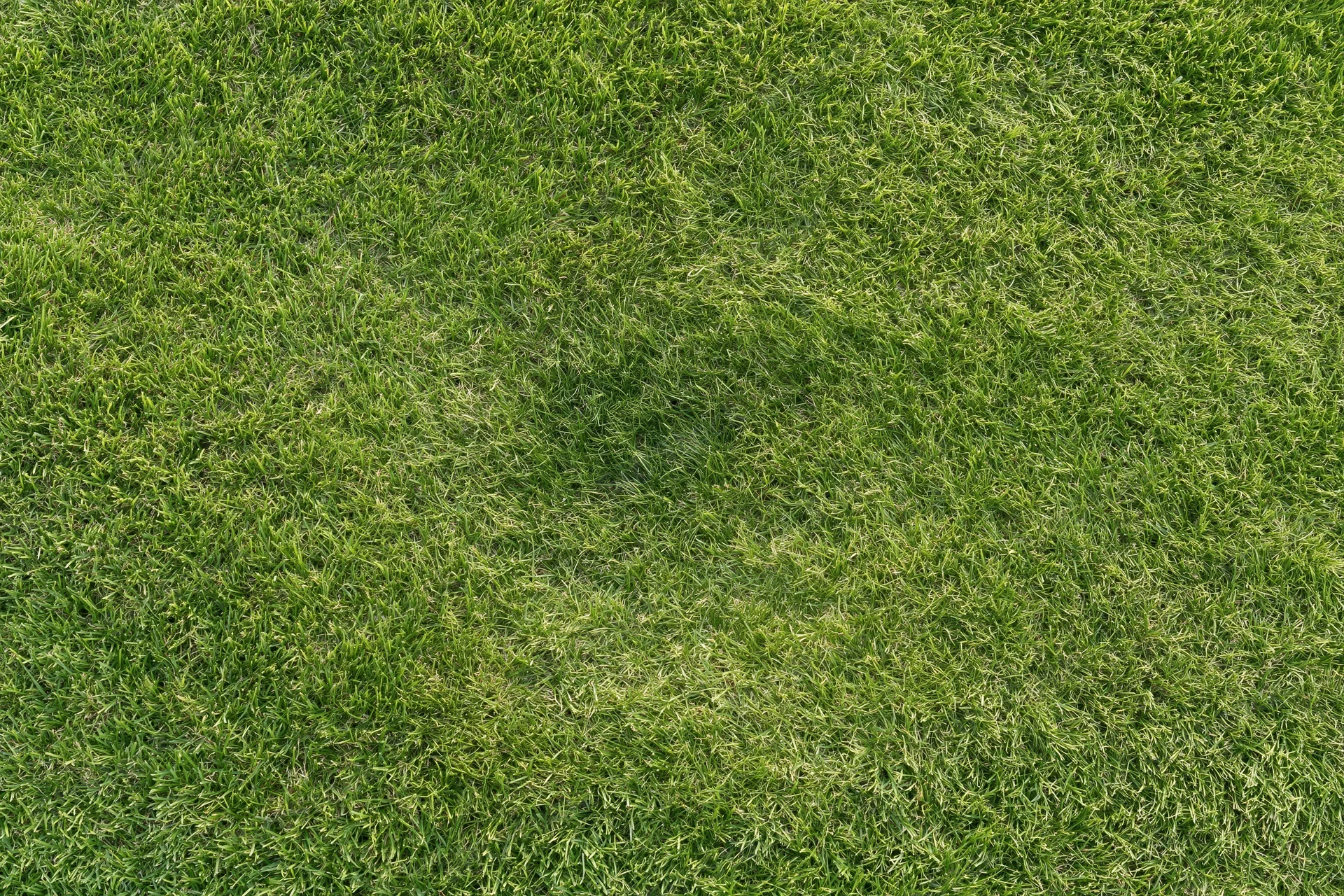 Closely mown green grass lawn filling the frame from above