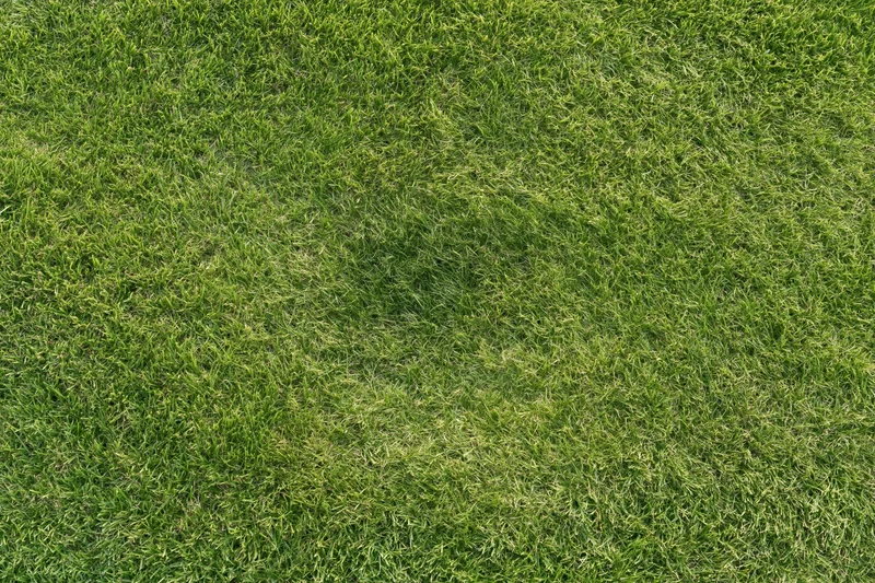 Closely mown green grass lawn filling the frame from above