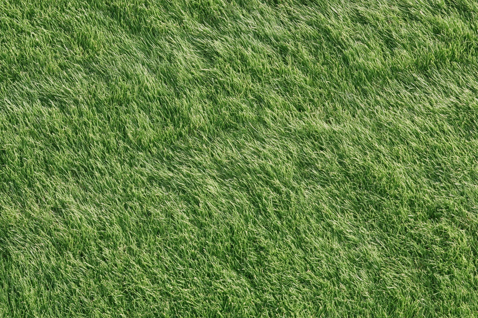 Closely mown green grass lawn viewed directly overhead in flat top-down perspective