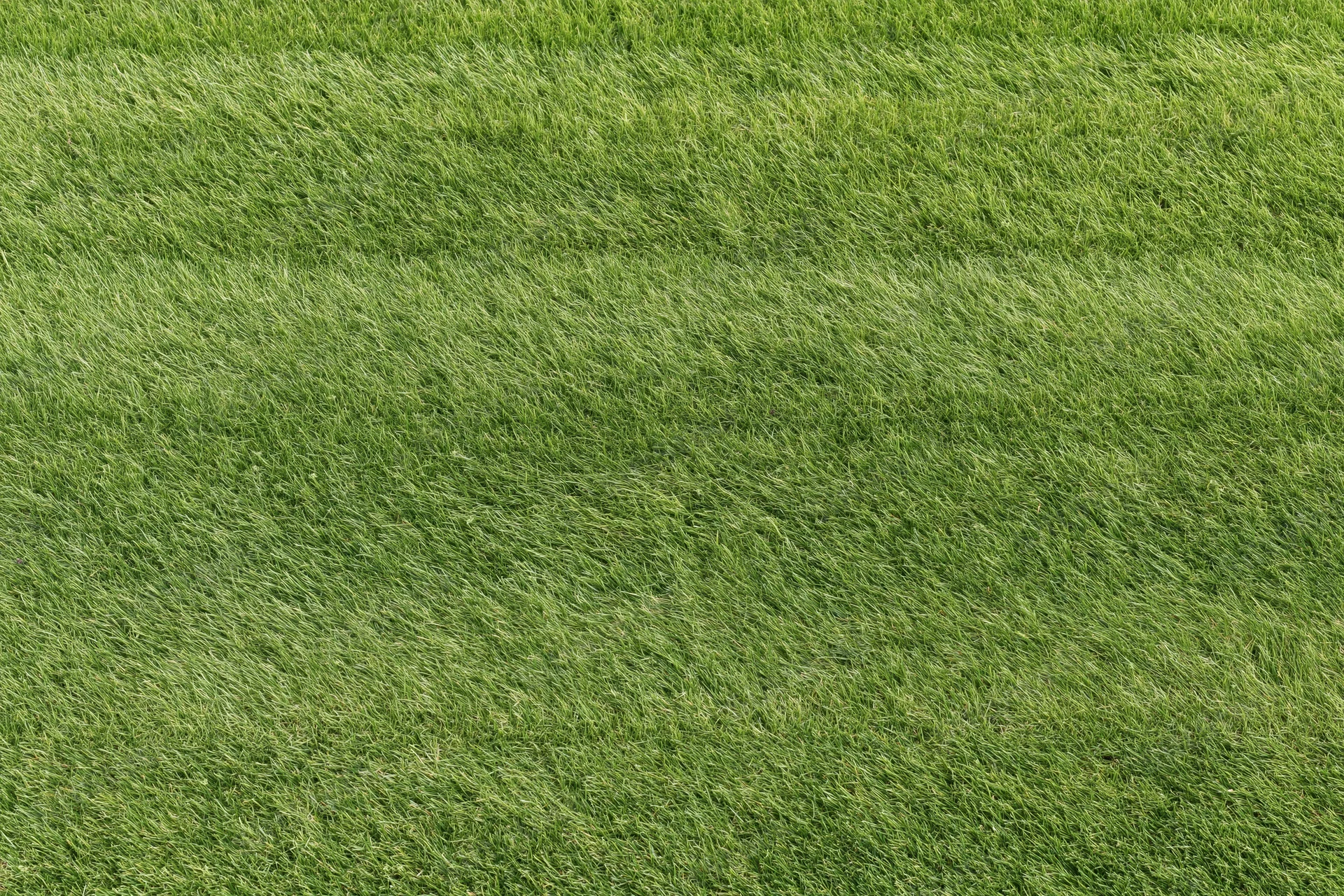 Closely mown green grass lawn viewed directly overhead in flat top-down perspective