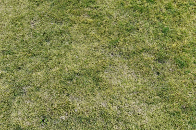 Closely mown grass lawn viewed from directly overhead showing green and dry patches