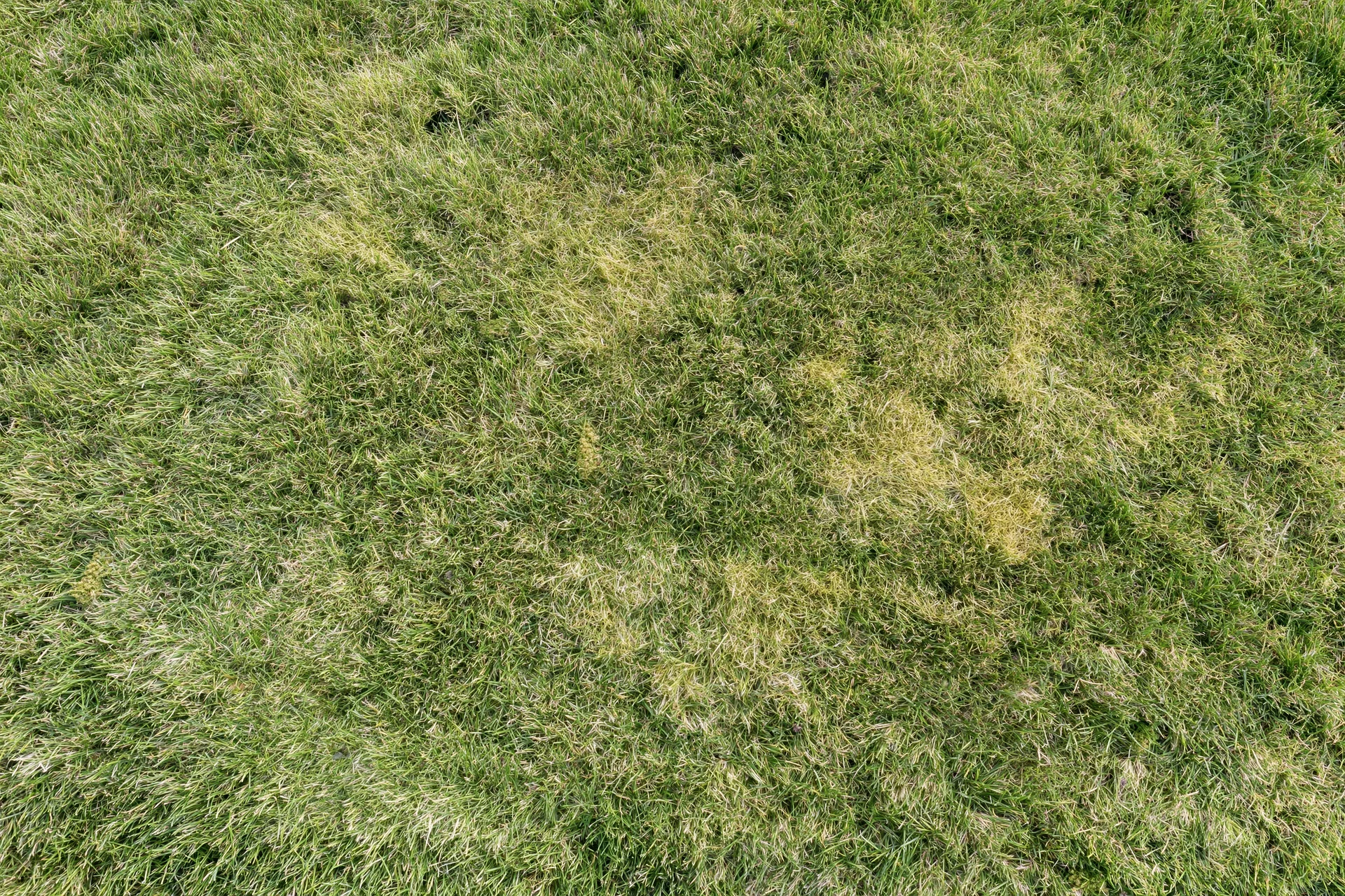 Closely mown green grass lawn viewed from directly overhead in a flat top-down perspective