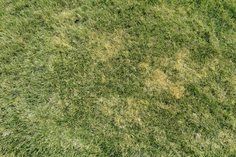 Closely mown green grass lawn viewed from directly overhead in a flat top-down perspective