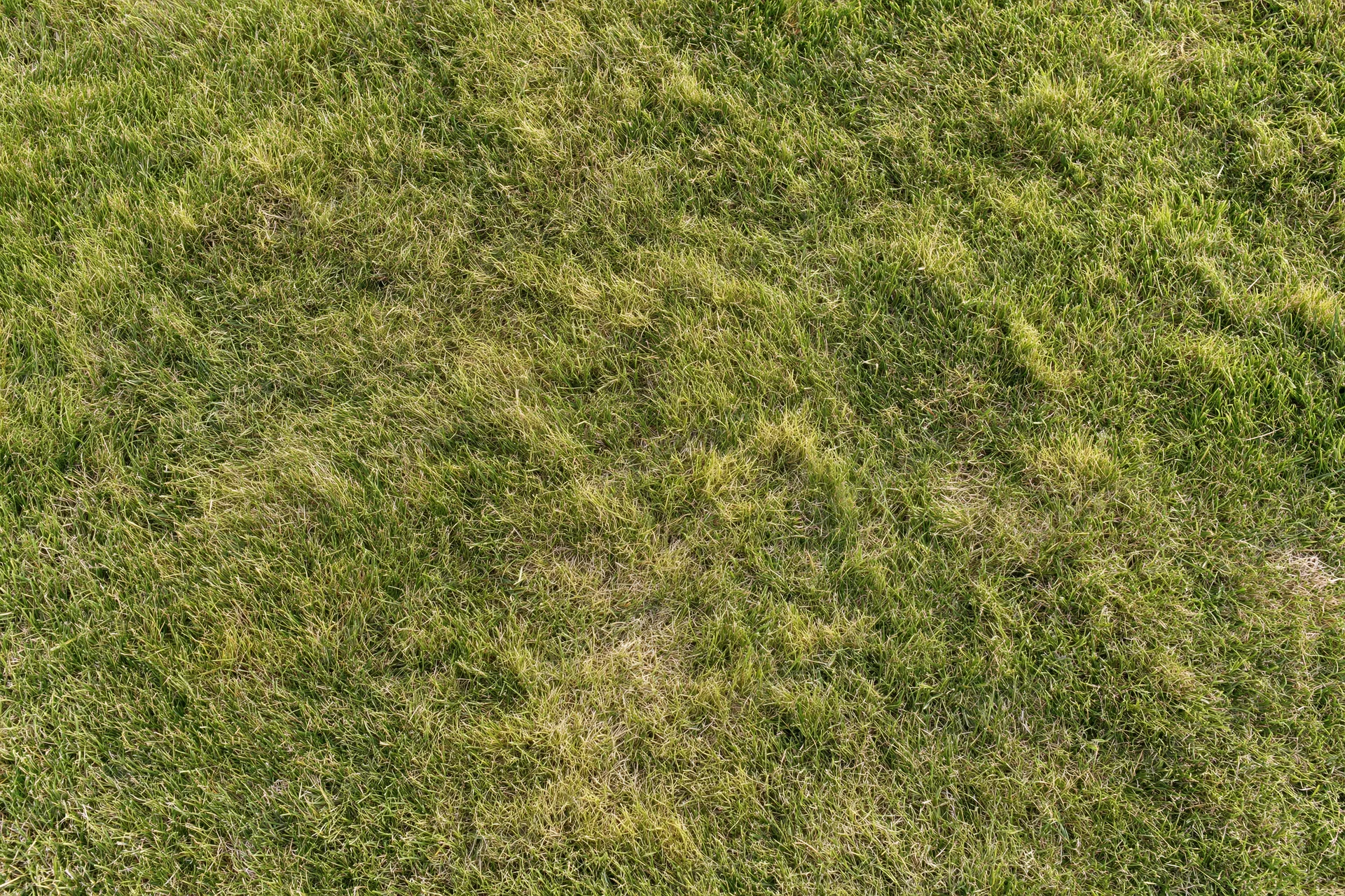 Closely mown green grass lawn viewed from directly overhead as a flat surface