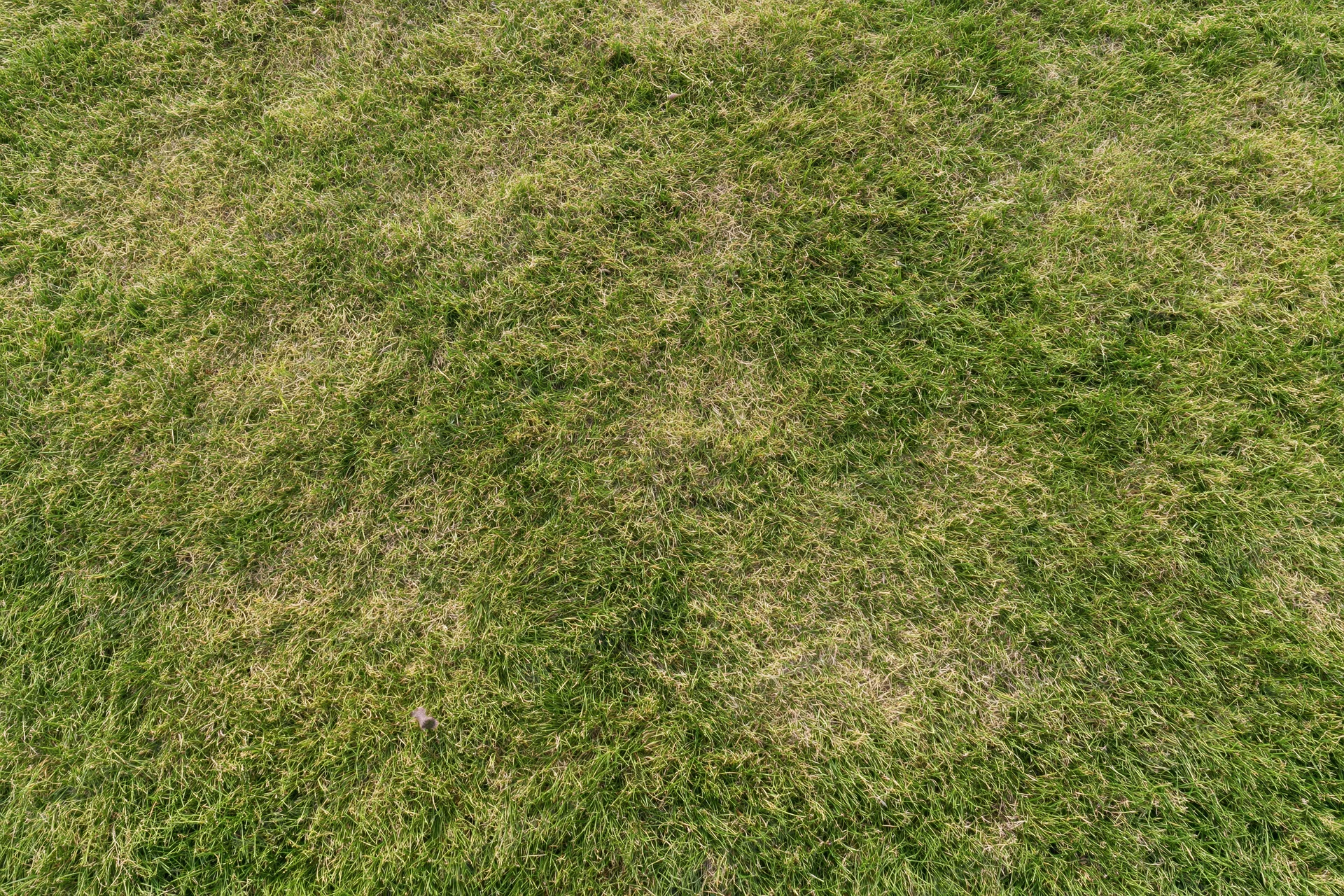 Closely mown green grass lawn viewed from directly overhead in a flat top-down perspective