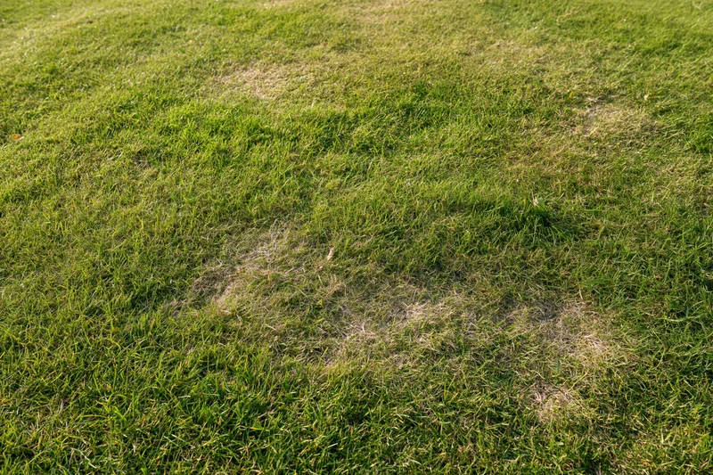 Closely mown green grass lawn with scattered dry patches viewed from above at a slight angle
