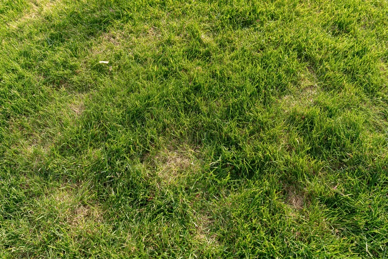 Closely mown green grass lawn viewed from above at a slight angle