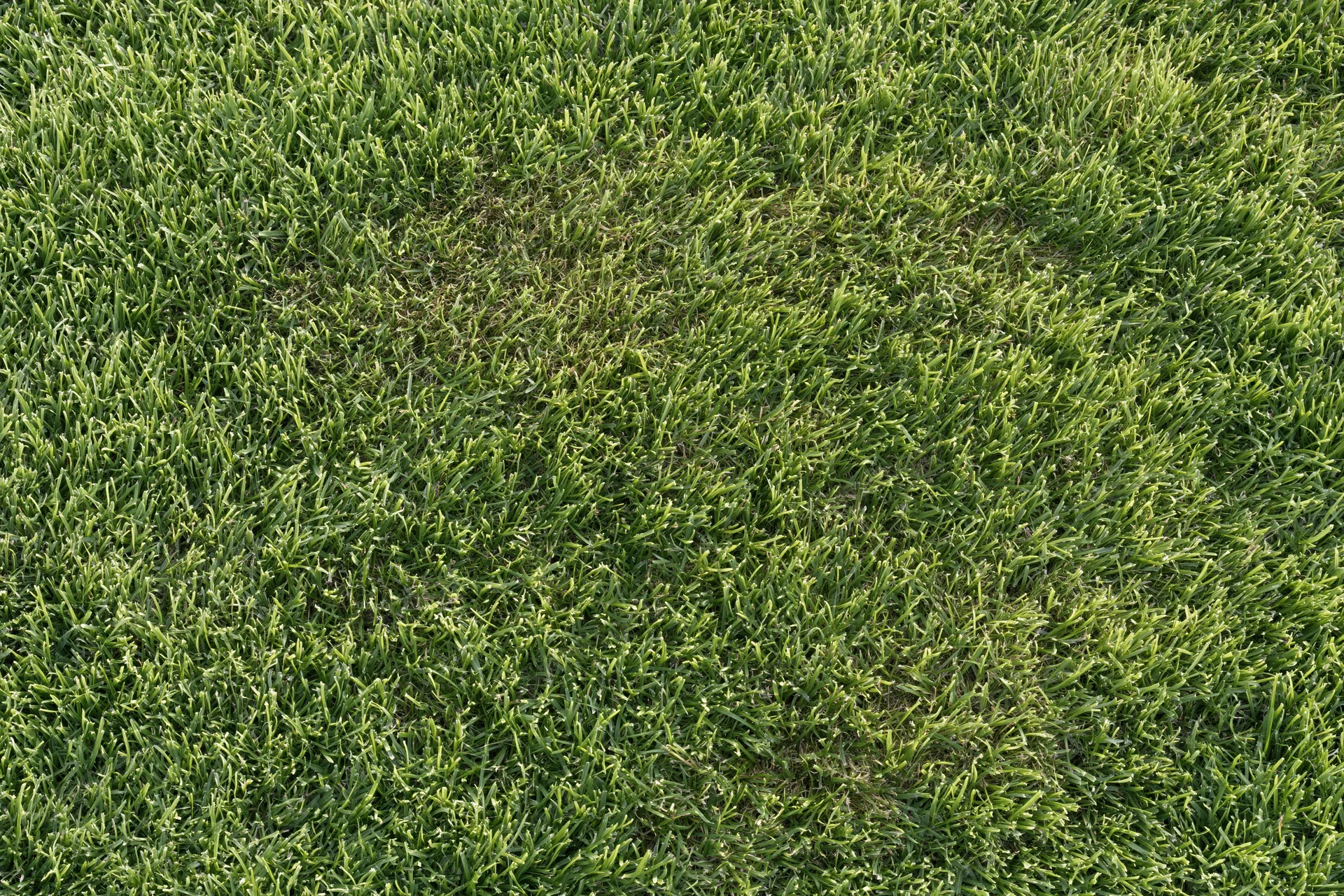 Closely mown grass surface viewed from directly above
