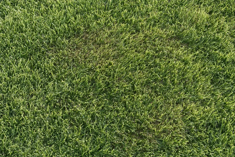 Closely mown grass surface viewed from directly above