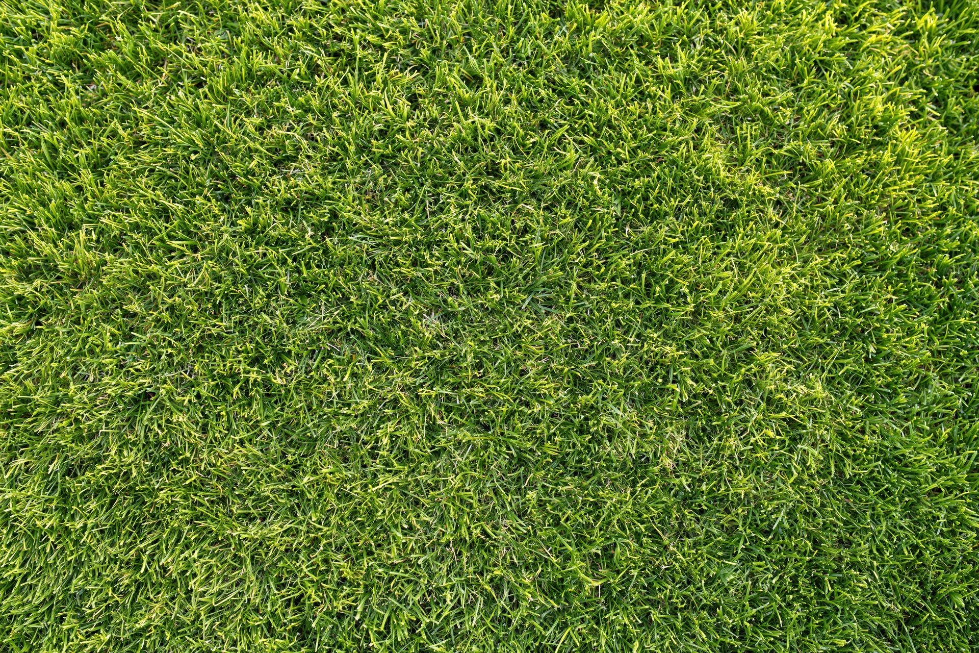 Closely mown green grass filling the frame as a uniform textured surface