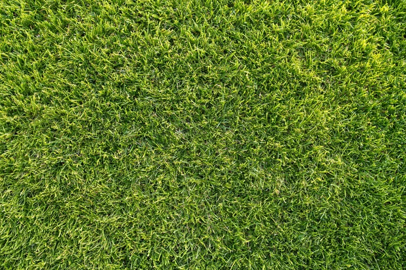 Closely mown green grass filling the frame as a uniform textured surface