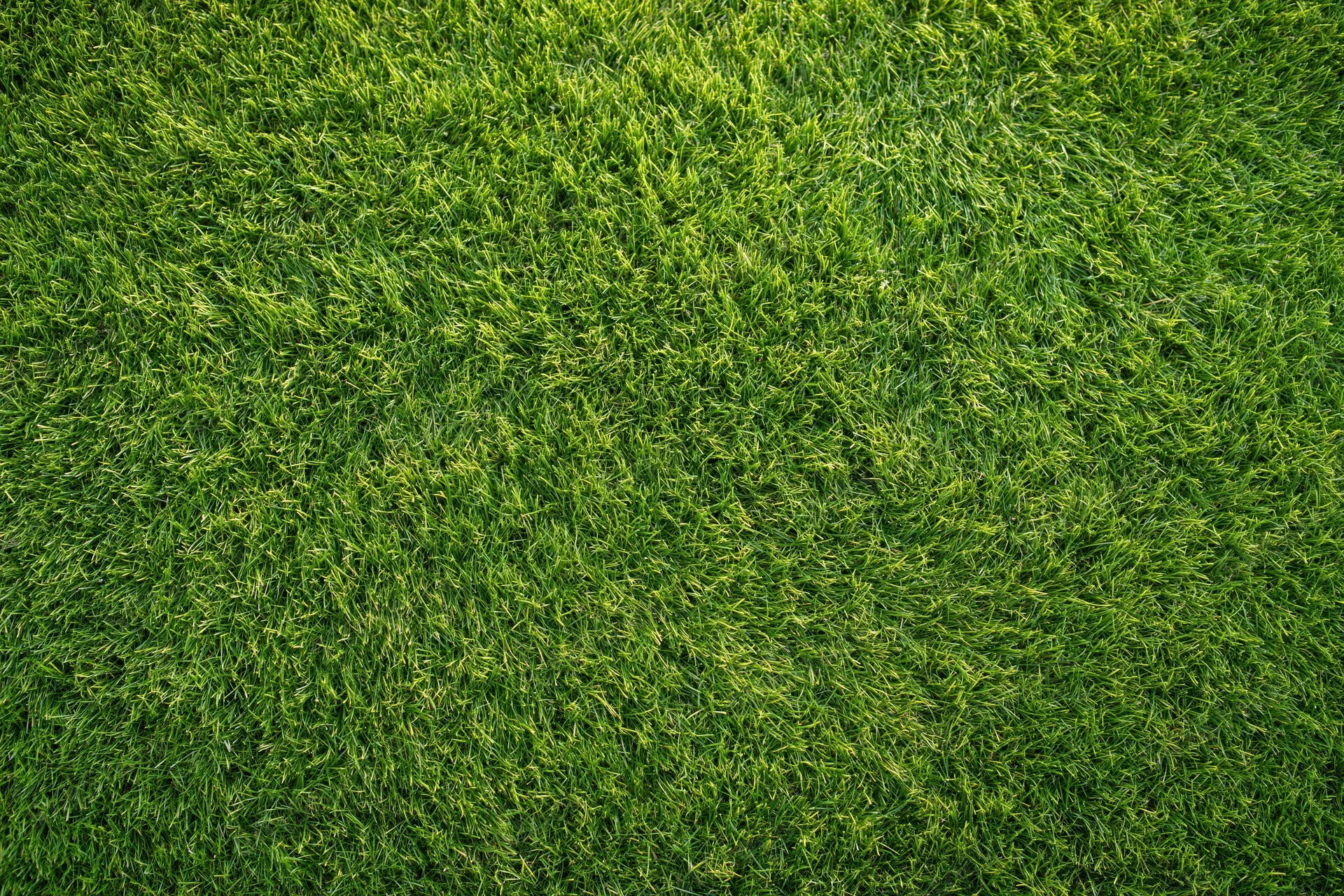 Closely mown green grass filling the frame in a flat top-down view